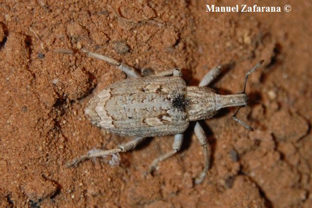 Curculionidae da determinare: Rhytideres plicatus